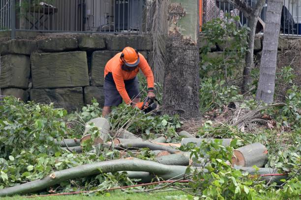 The Steps Involved in Our Tree Care Process in Derry, PA